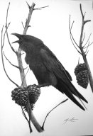 TJ069 - The Raven